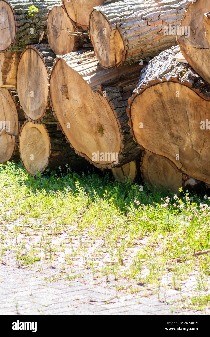 Albero legno stack di industria del legname e legno di legno come risorsa sostenibile e rinnovabile per la Falegnameria e la costruzione o legna da ardere con deforestazione in segheria legno palo tronchi Foto Stock
