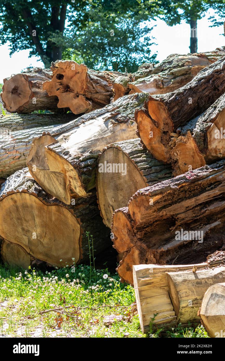 Albero legno stack di industria del legname e legno di legno come risorsa sostenibile e rinnovabile per la Falegnameria e la costruzione o legna da ardere con deforestazione in segheria legno palo tronchi Foto Stock