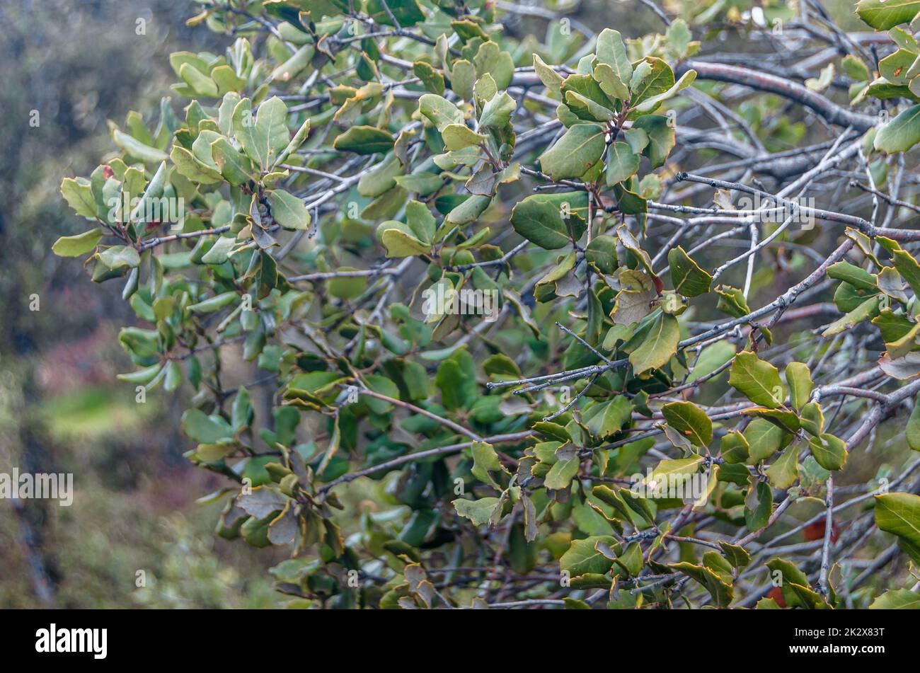 Particolare di rami di lecci Foto Stock