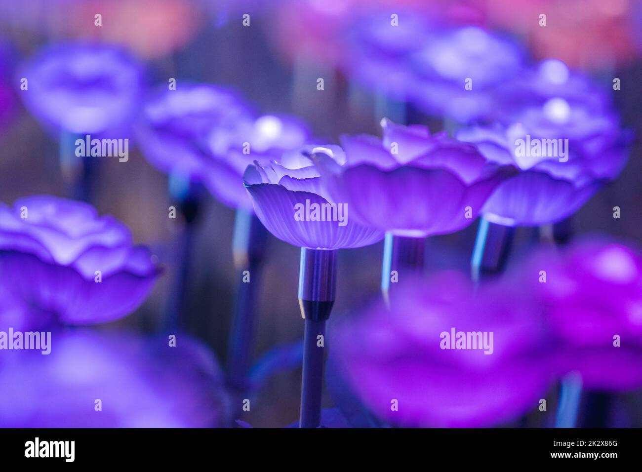 Le luci sono decorate come fiori per creare una bella luce di notte al festival. Foto Stock