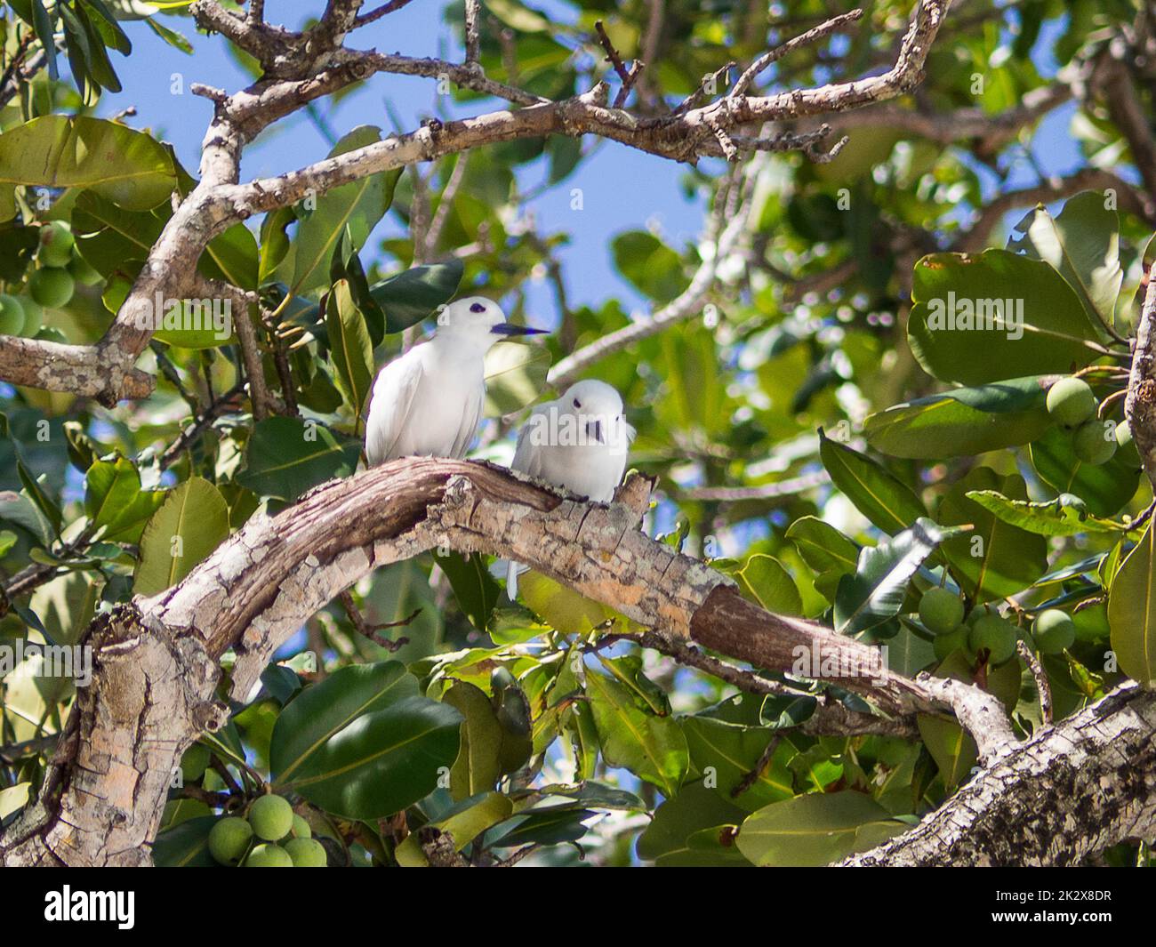 Seychelles , Praslin - Terna Bianca all'Anse Goeorgette Foto Stock