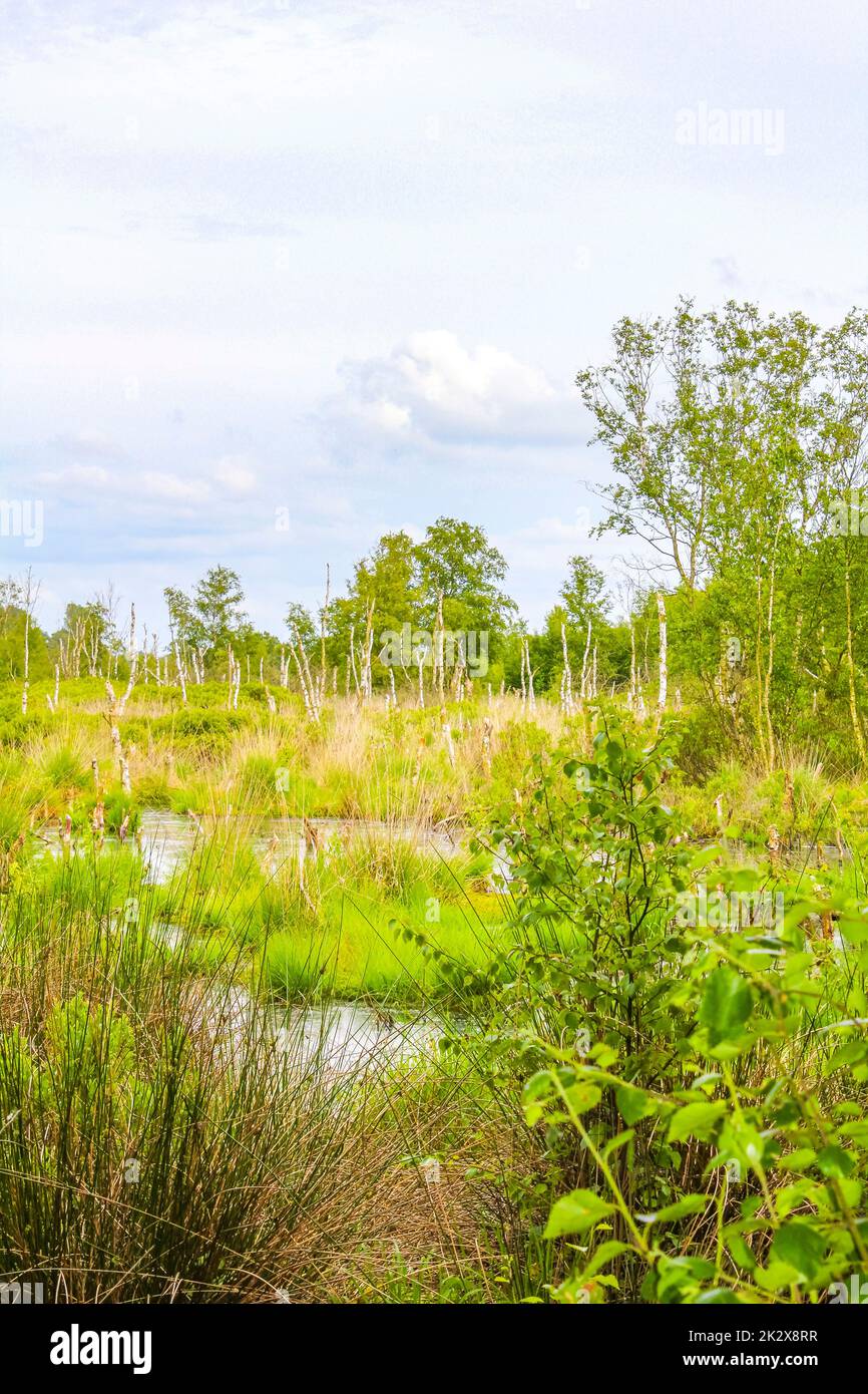 Palude palude stagno lago verde piante foresta Germania. Foto Stock