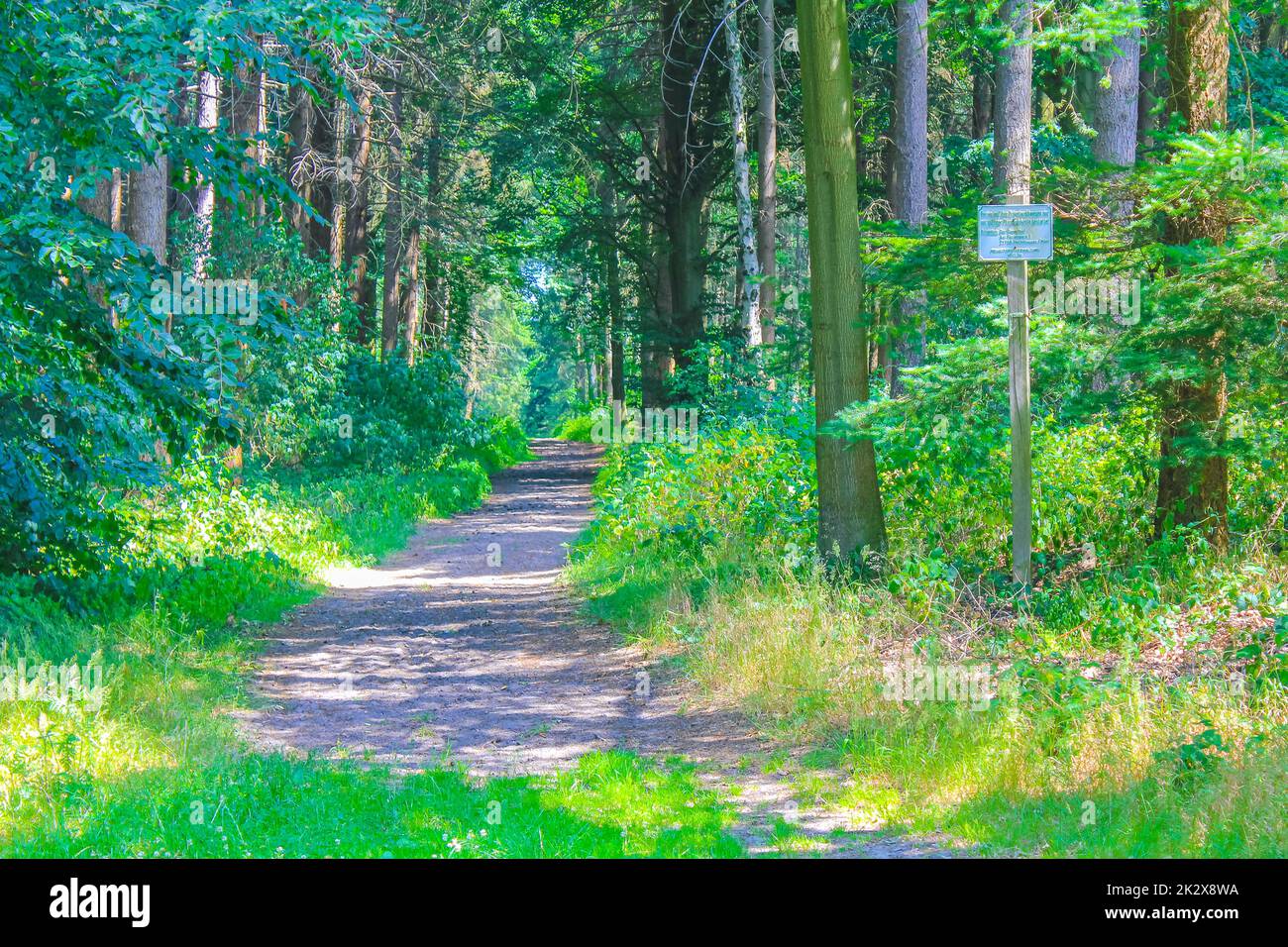 Vista panoramica naturale con sentiero e piante verdi alberi nella foresta di Hemmoor Hechthausen a Cuxhaven bassa Sassonia Germania. Foto Stock