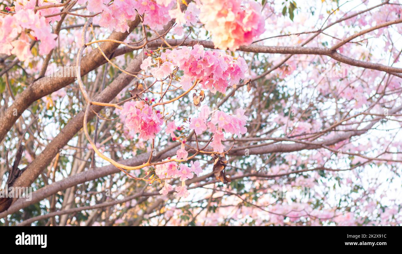 Fuoco selettivo luce morbida bello Pink Tromba fiore o Tabebuia eterofilla Foto Stock