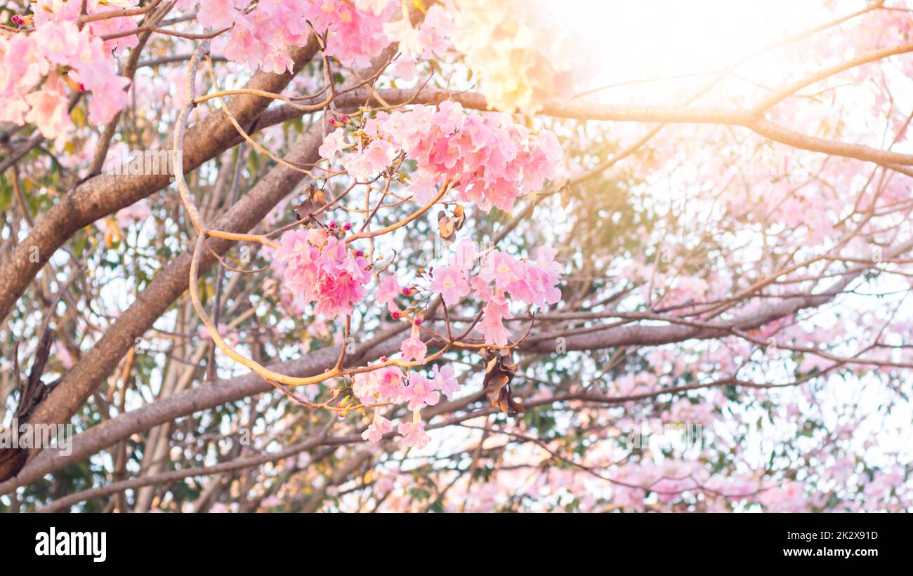 Fuoco selettivo luce morbida bello Pink Tromba fiore o Tabebuia eterofilla Foto Stock