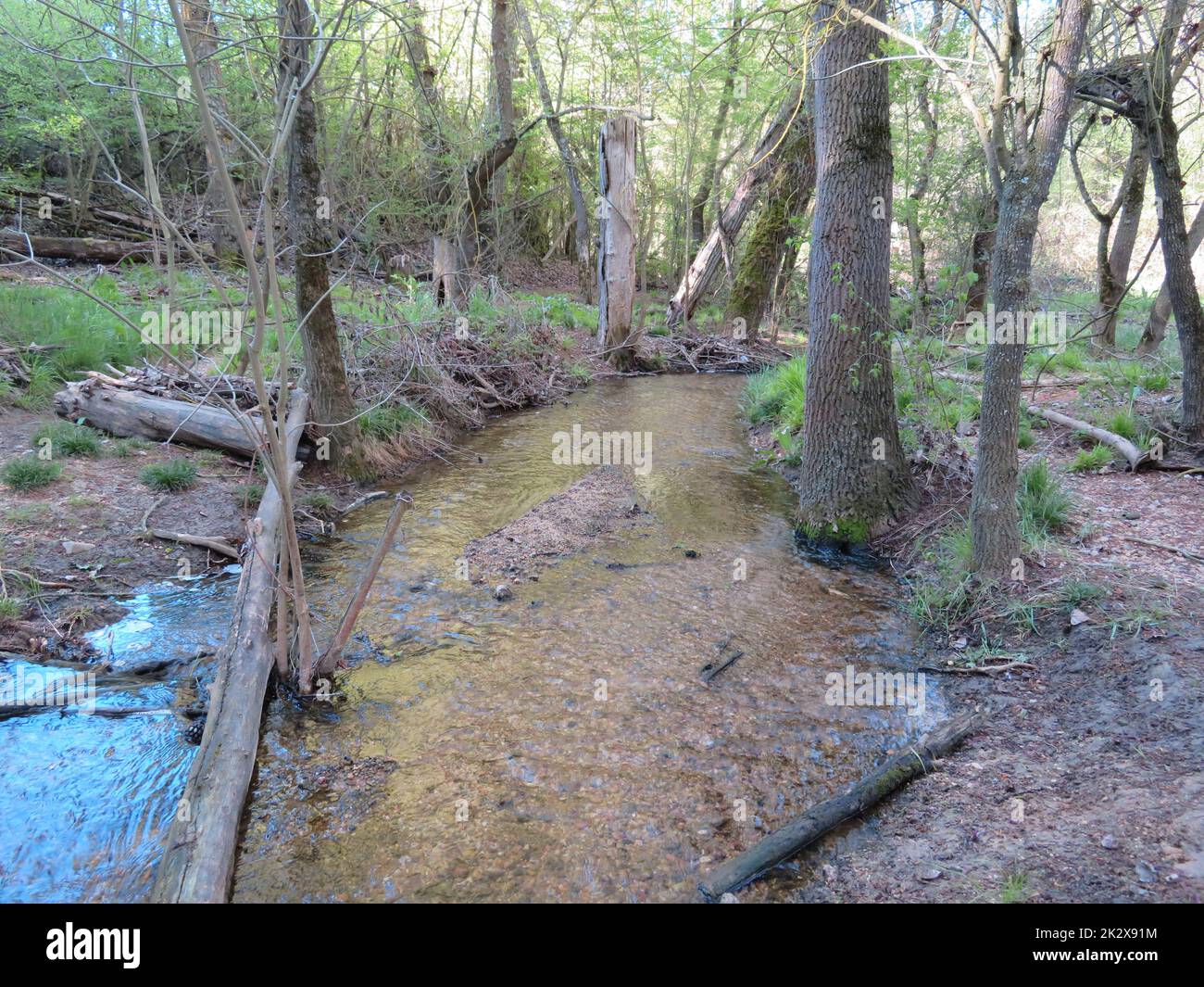 foresta natura paesaggio alberi bolle cascata luoghi Foto Stock