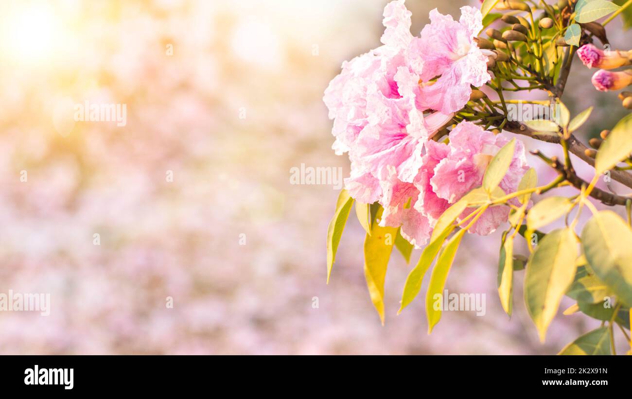 Fuoco selettivo luce morbida bello Pink Tromba fiore o Tabebuia eterofilla Foto Stock