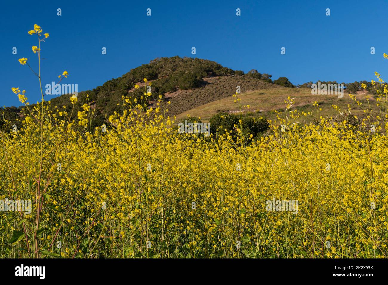 Fiori di primavera gialli che esplodono dalla collina Foto Stock