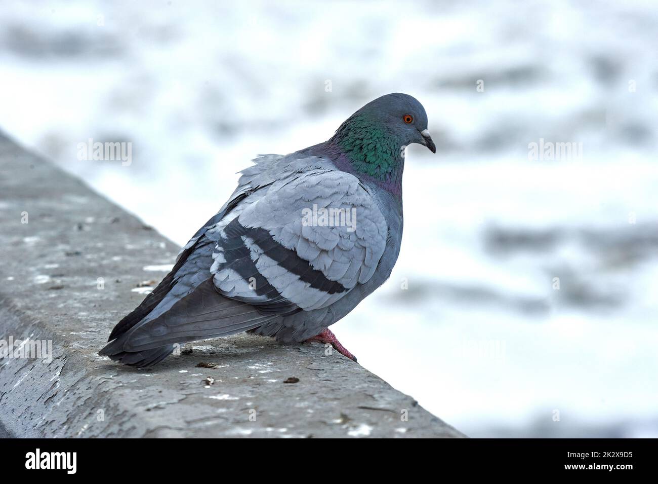 Pigeon su una pietra su uno sfondo sfocato Foto Stock