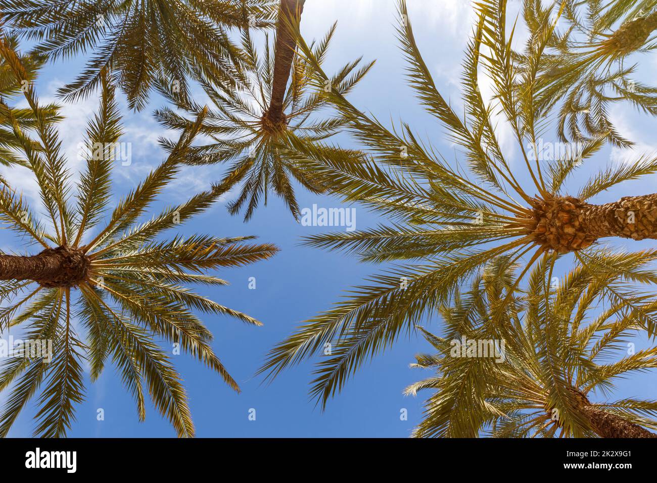 Palms sfondo Alicante Alacant Palm viaggio vacanze vacanza in Spagna Foto Stock