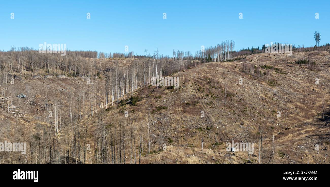 Distruzione ambientale cambiamento climatico crisi ambientale paesaggio natura boschi foresta dieback panorama a Brocken in Harz, Germania Foto Stock