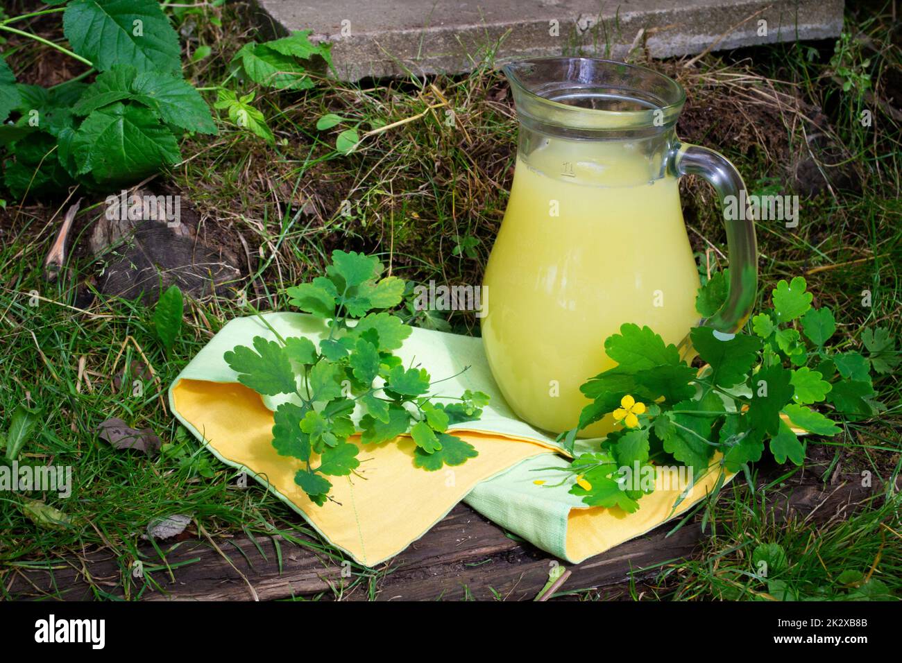 Maggiore celandina chelidonio majus erbe su latte estratto tintura, concetto di giardino medico Foto Stock