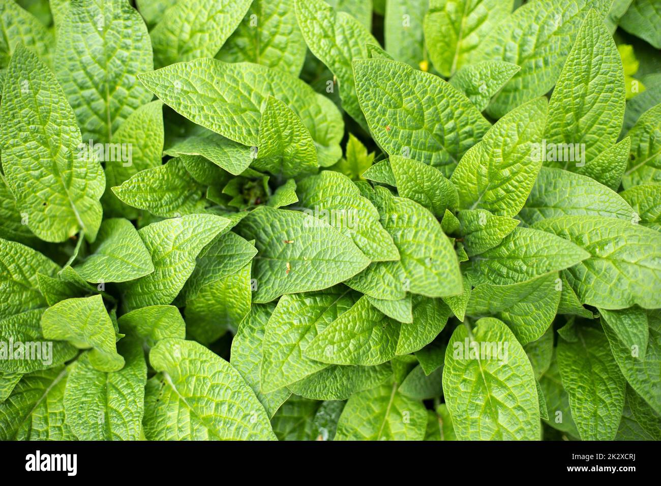 Folti di piante verdi nella foresta. Un sacco di lenzuola. Foto Stock