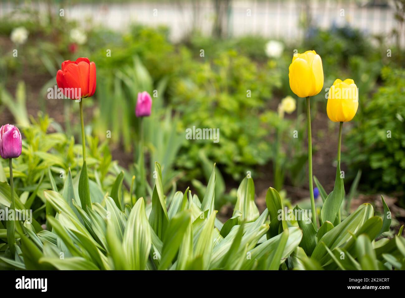 Fiori in letto di fiori. Tulipani in estate. Foto Stock