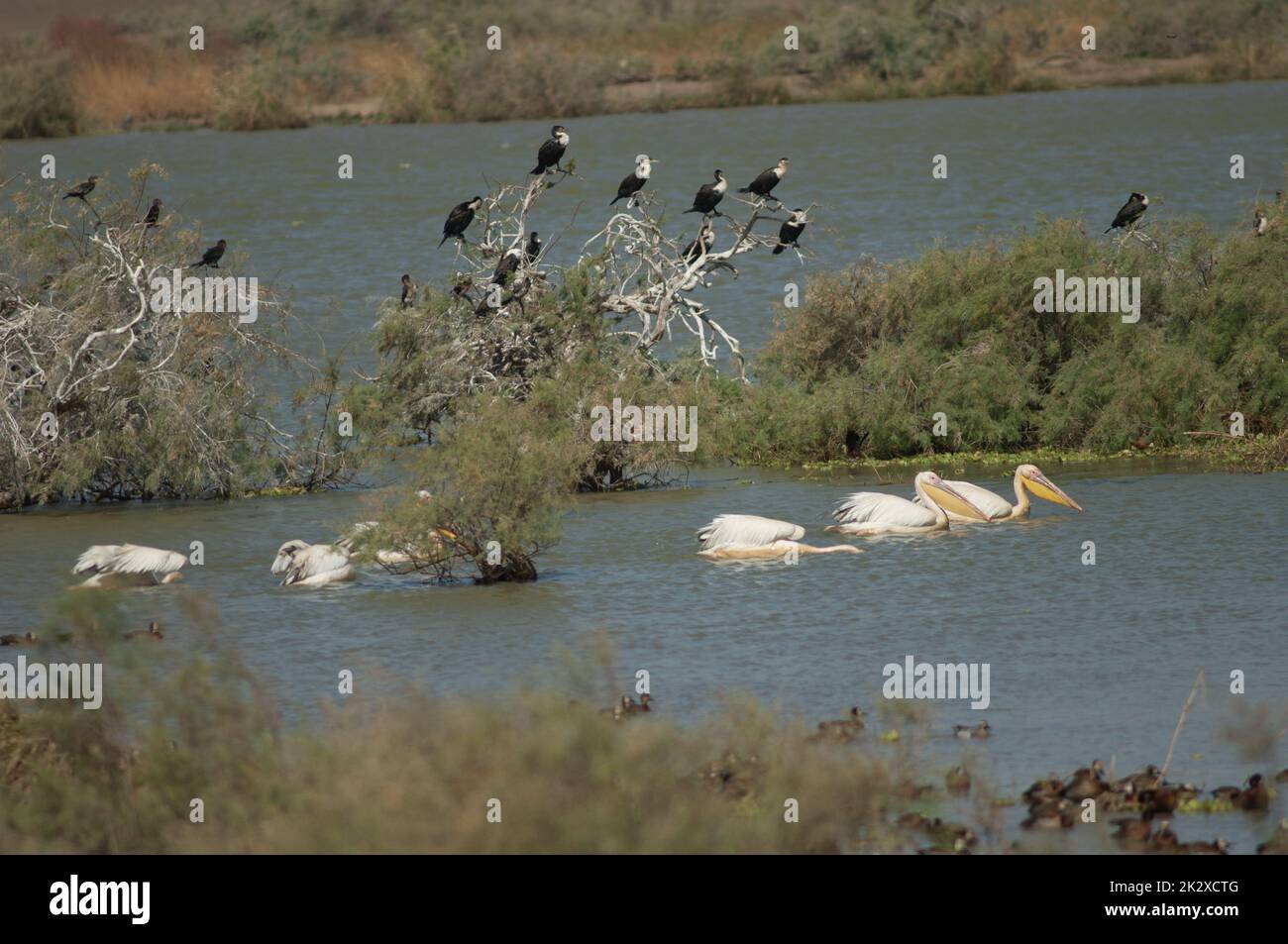 Grandi pellicani bianchi e grandi cormorani. Foto Stock