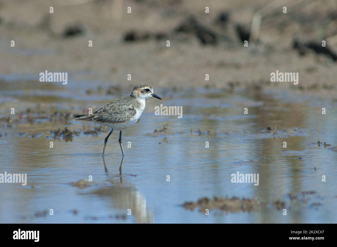 Il plover immaturo di Kittlitz Charadrius pecuarius in una laguna. Foto Stock