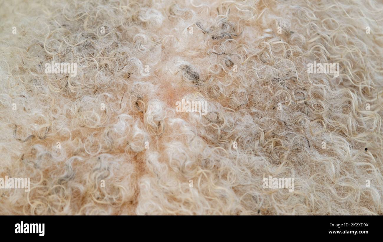 Cappotto di lana di pecora bianca. Sfondo morbido astratto. Lana di pecora. Prodotto naturale Foto Stock