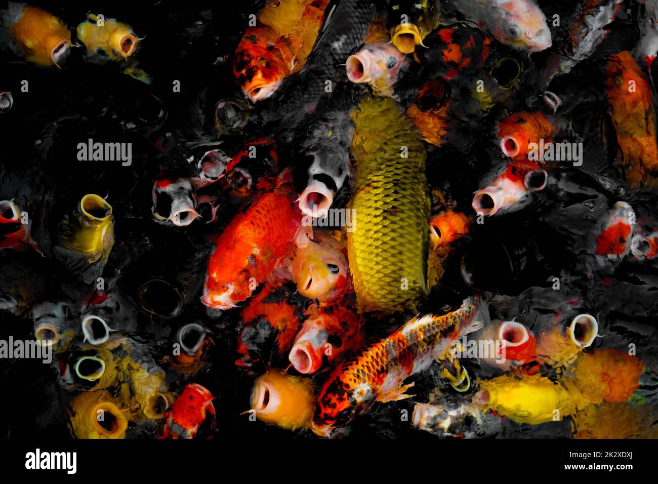 Una grande quantità di carpa colorata Foto Stock