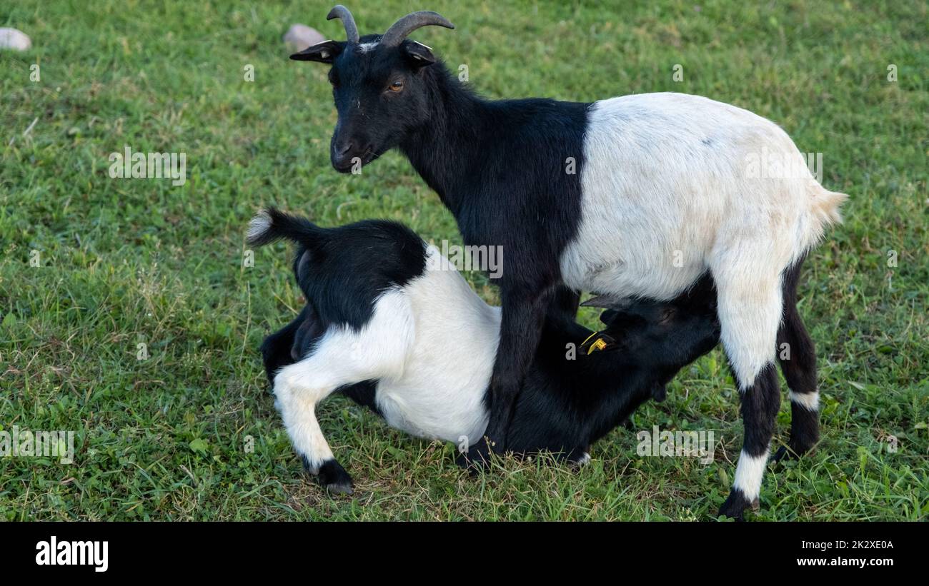 latticini di capra giovani alle tettarelle della madre per succhiare il latte. Foto Stock
