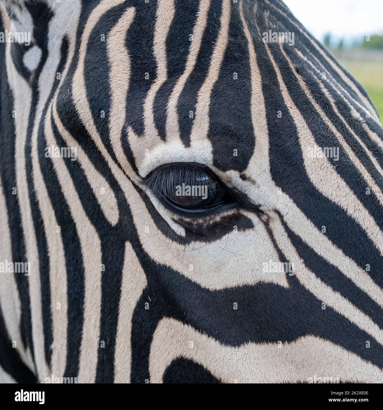 Parte ravvicinata della testa di cavallo e degli occhi di Zebra, foto astratta di animali e animali selvatici Foto Stock