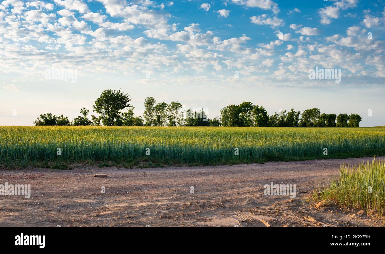 Campo con grano coltivato in Germania, raccolto in estate, agricoltura per cibo, terreno agricolo in campagna, alberi sullo sfondo Foto Stock