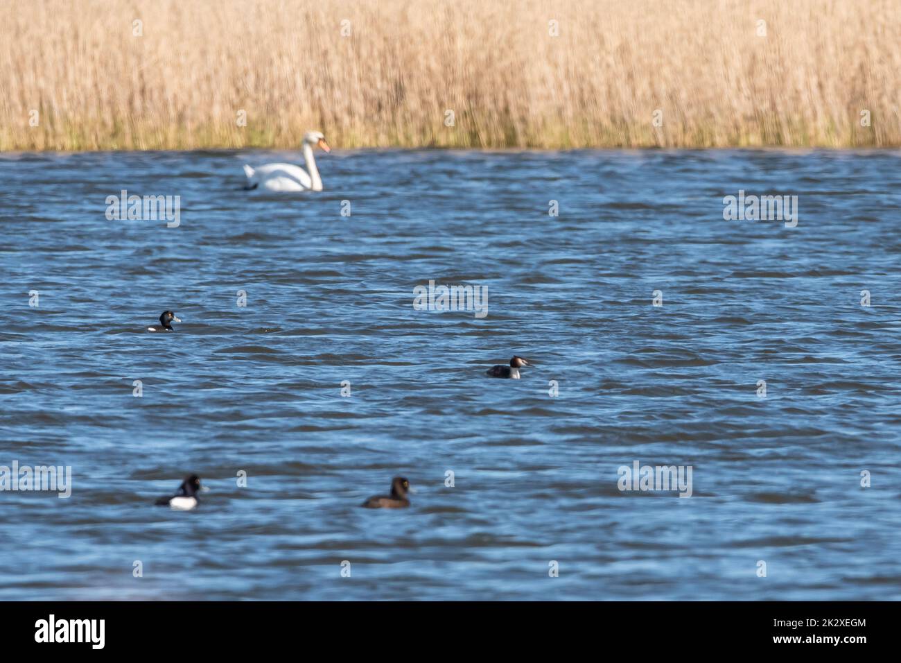 Cigni muti Foto Stock