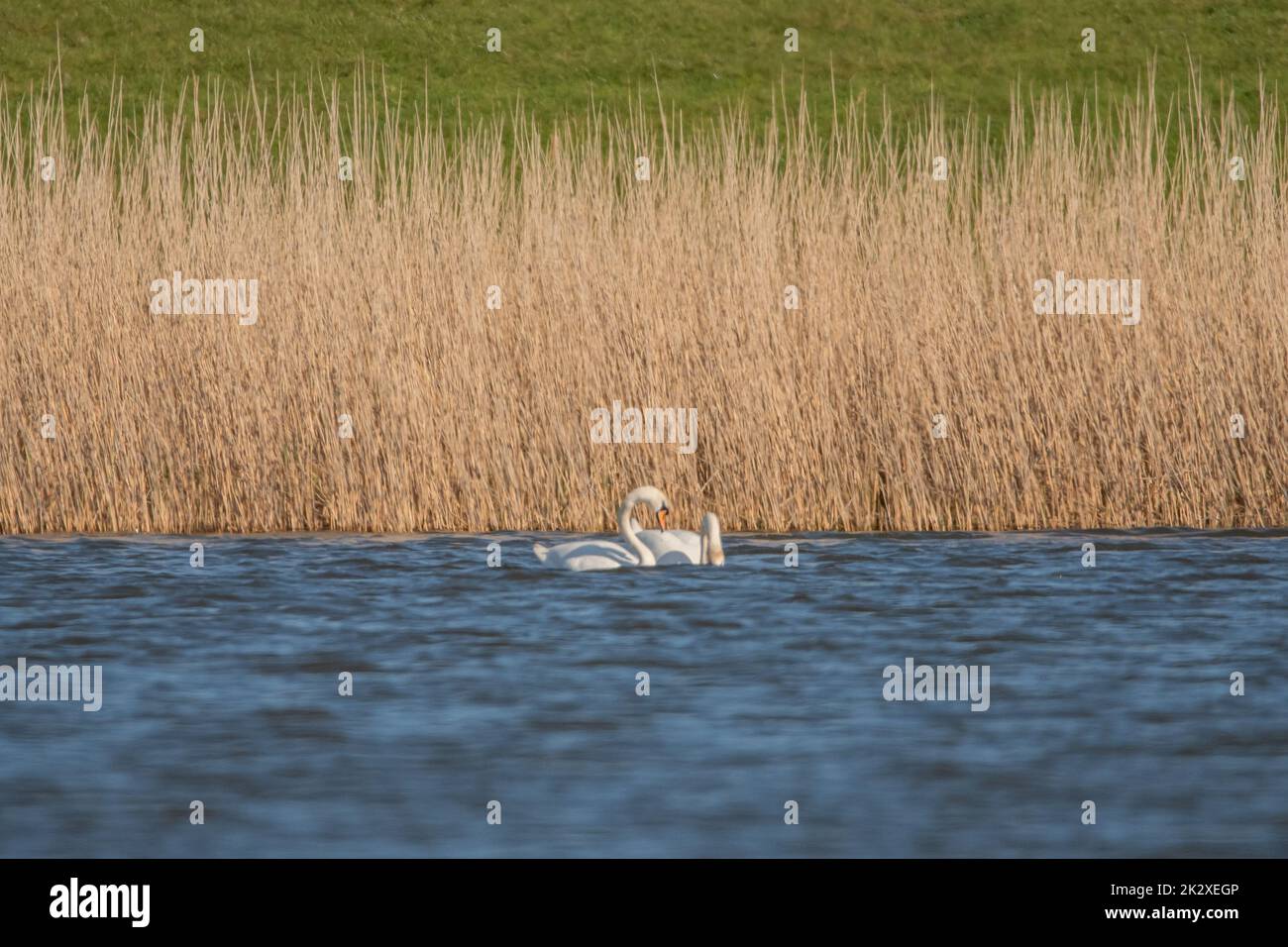 Cigni muti Foto Stock