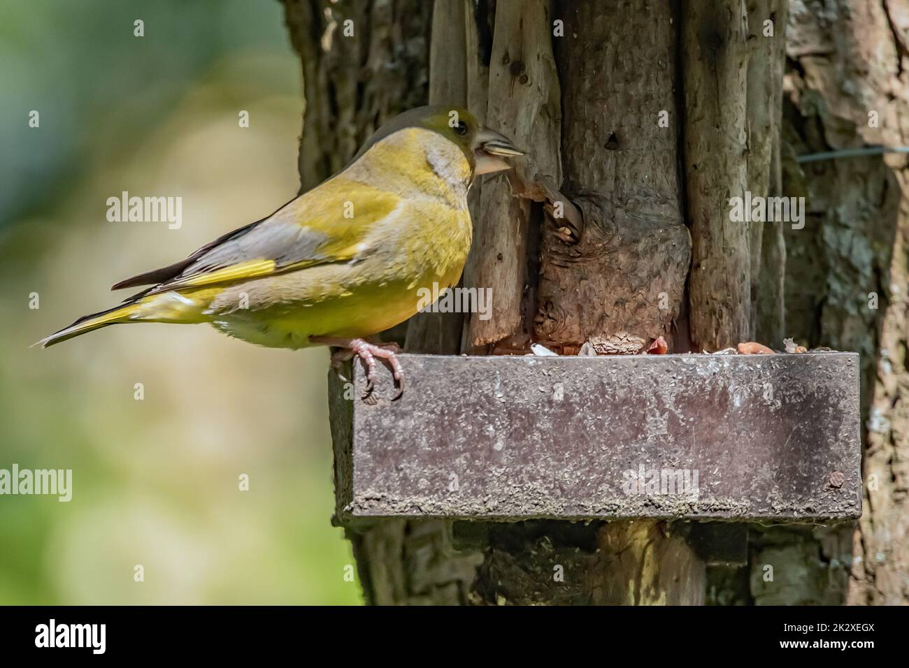 Verdone Foto Stock