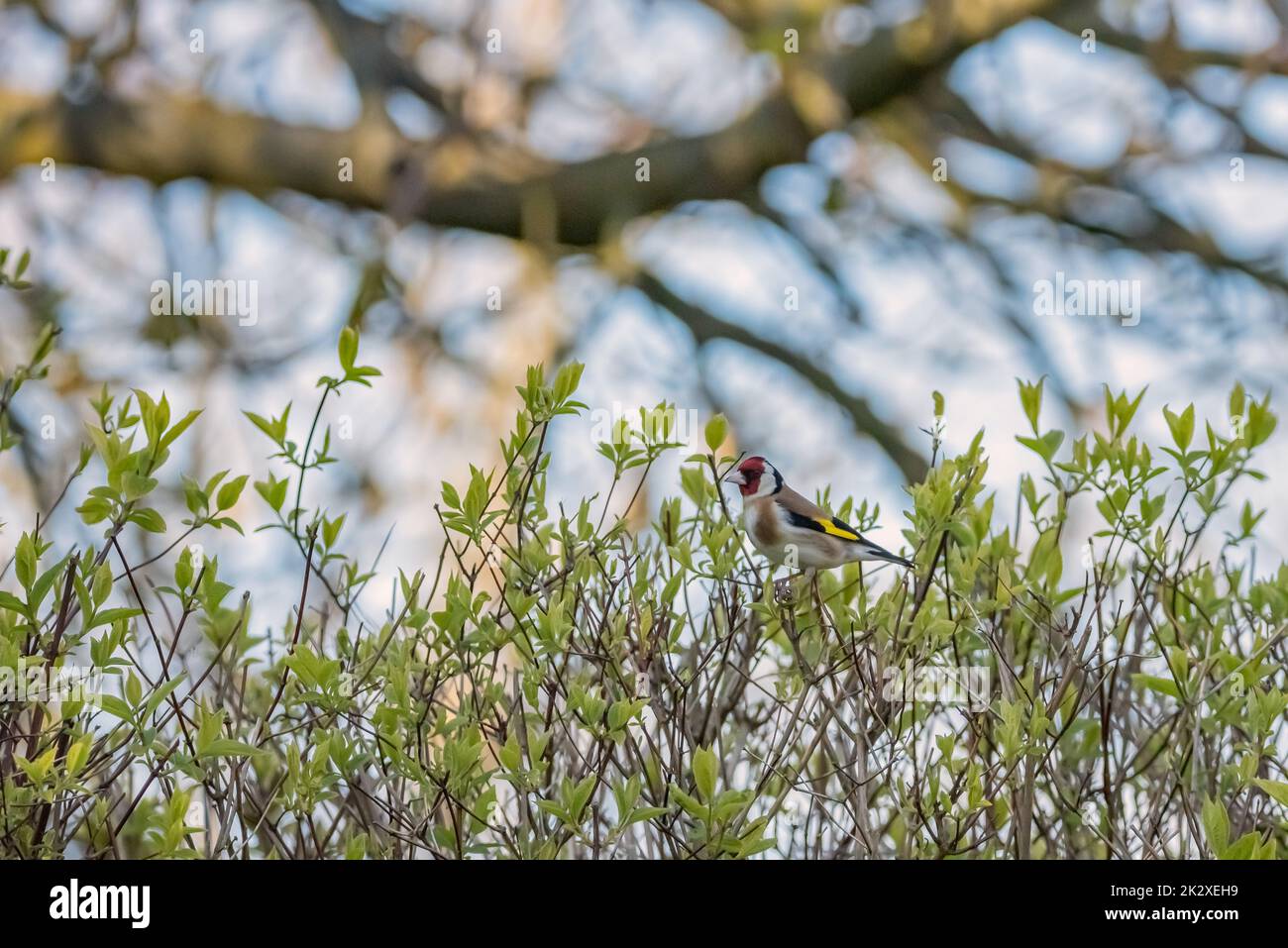 Cardellino Foto Stock