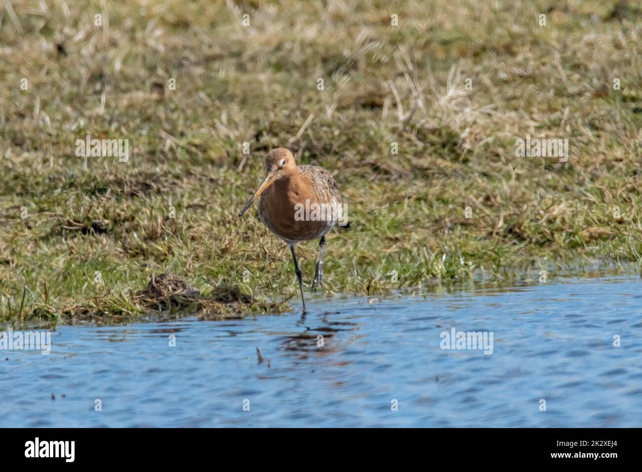 Nero-tailed Godwit Foto Stock