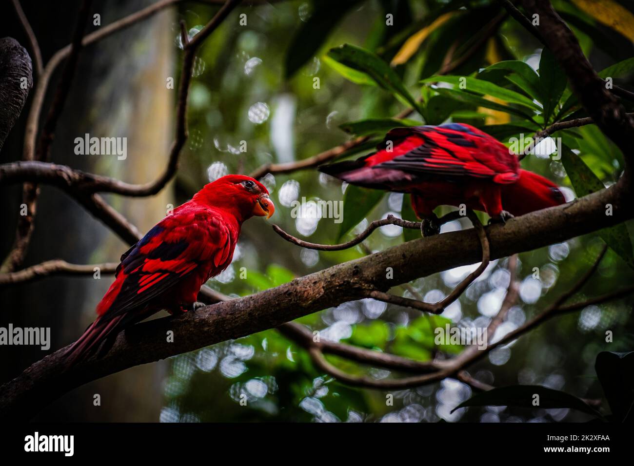 Pappagallo rosso che si ferma sull'albero della giungla Foto Stock