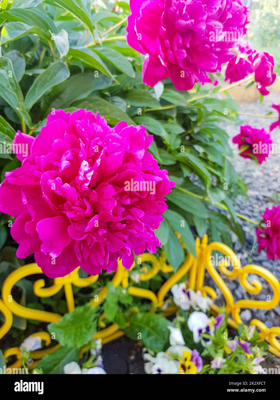 Fiori rosa di peonie che sbocciano su un cespuglio in giardino, foto verticale Foto Stock