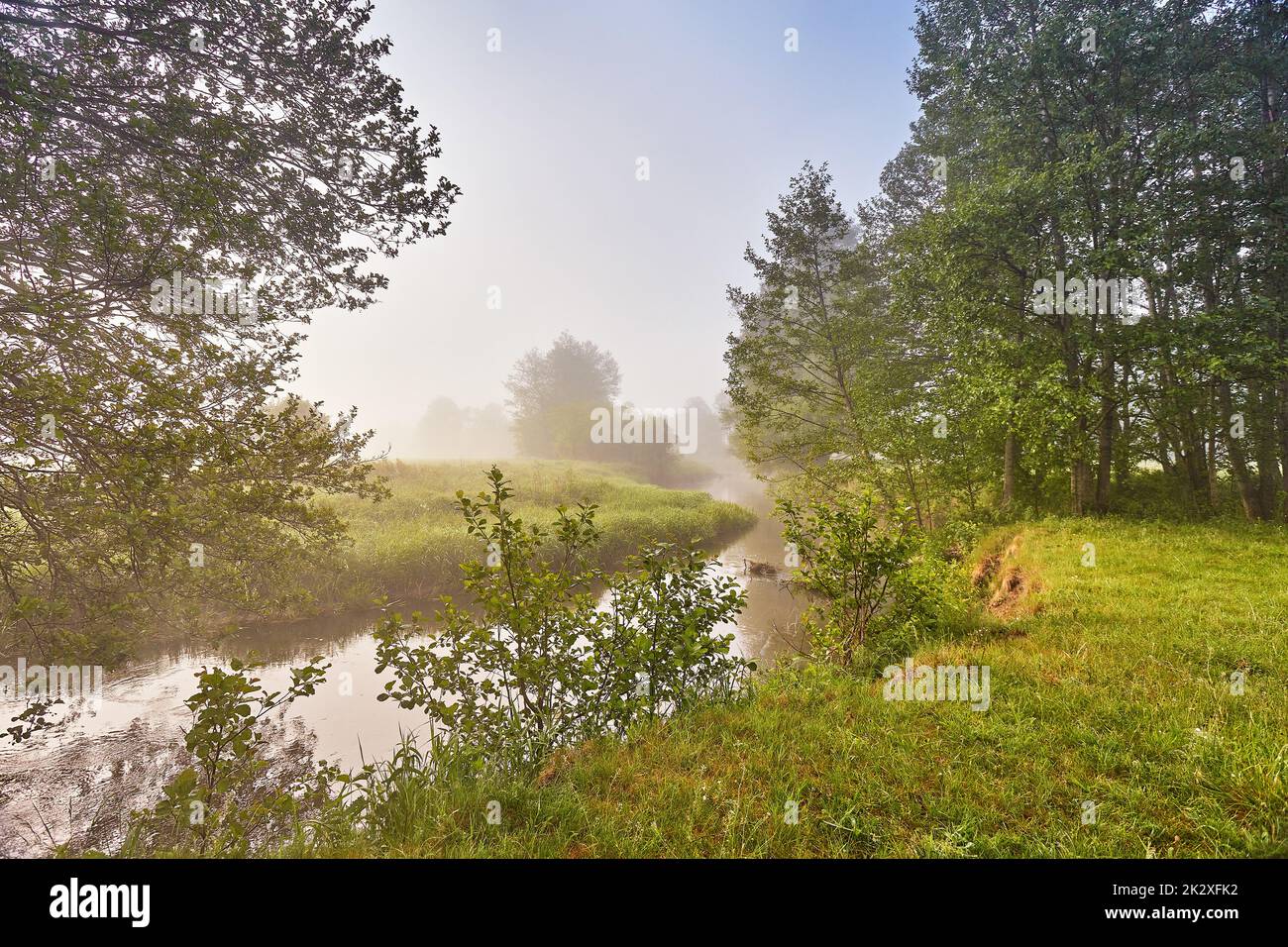 Estate nebbia calma mattina rurale scena. Creek in un bosco misteriosa. Alberi di ontano sul lungofiume. Foto Stock