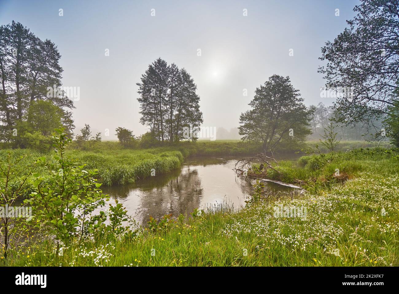 Primavera Alba paesaggio. Fiume nel parco pittoresco. Estate nebbia calma mattina rurale scena. Creek in un bosco misteriosa. Alberi di ontano sul lungofiume. Foto Stock