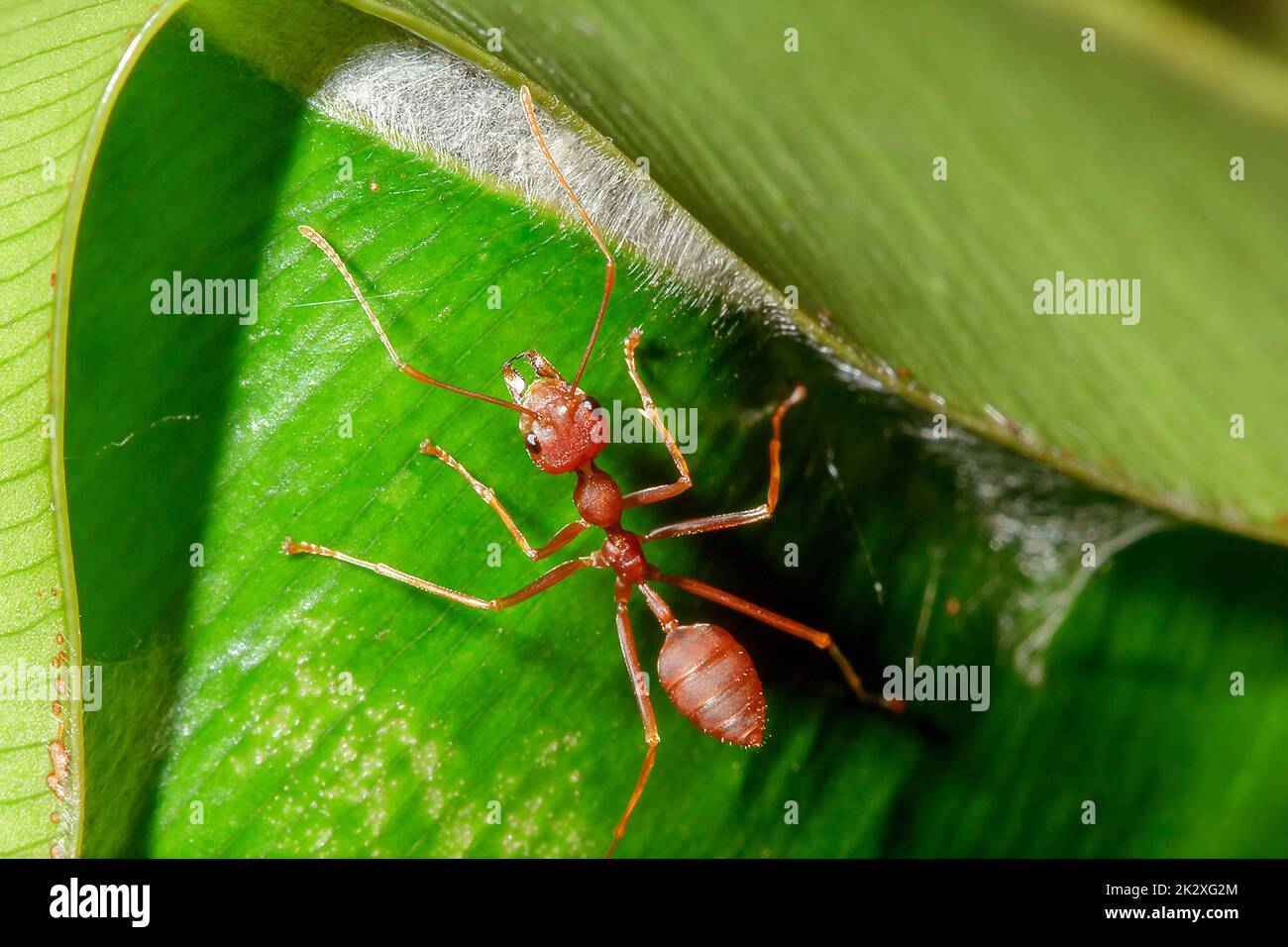 Formiche rosse sulle foglie, le zampe delle formiche rosse sono arancioni. O bruno rossastro, testa e petto con peli corti bianchi, nidificano sugli alberi. Foto Stock