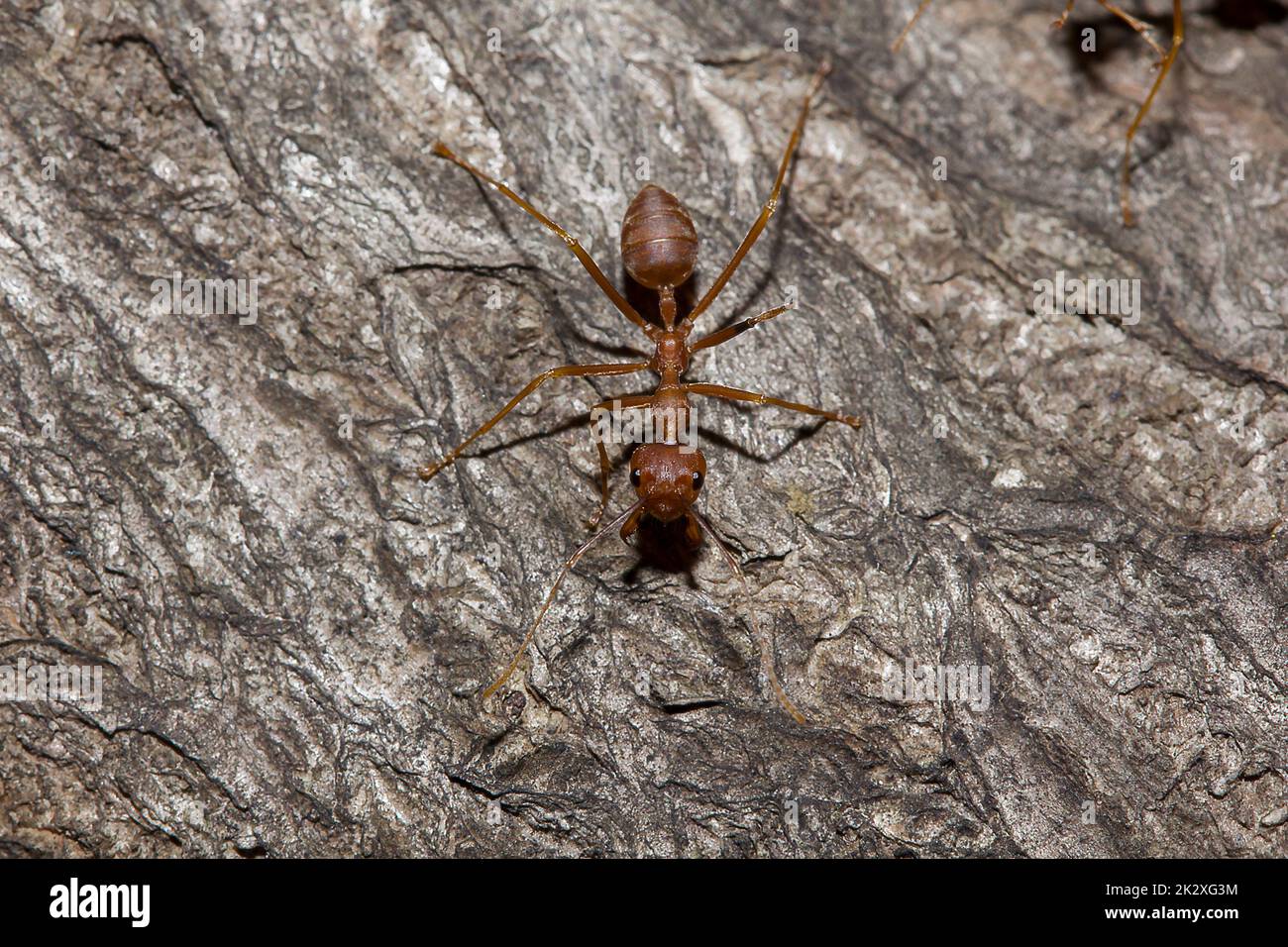 Formiche OWeaver o formiche verdi. Il corpo, i tentacoli e le gambe sono arancioni su legno asciutto. Foto Stock