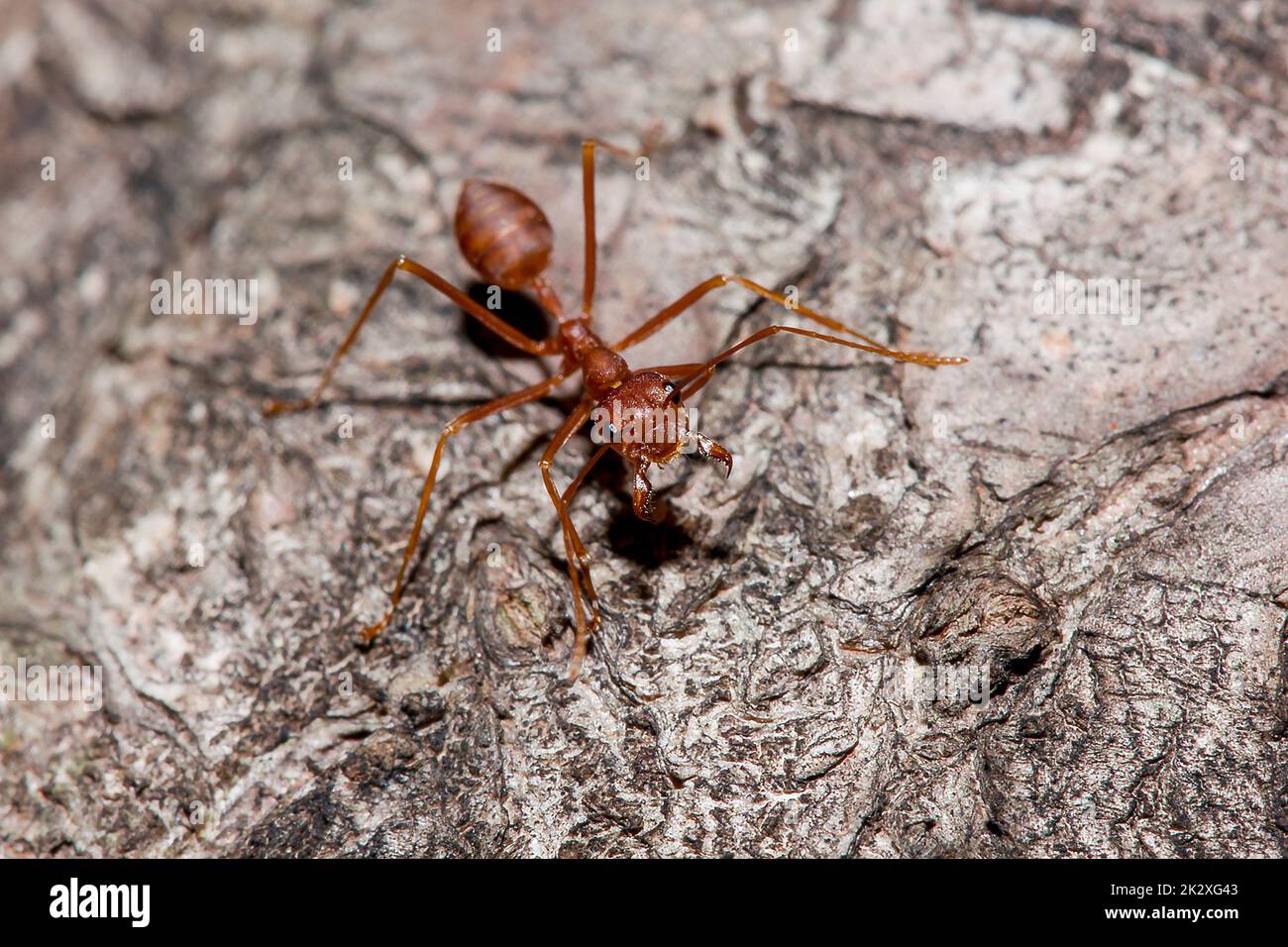 Formiche OWeaver o formiche verdi. Su legno asciutto. Foto Stock