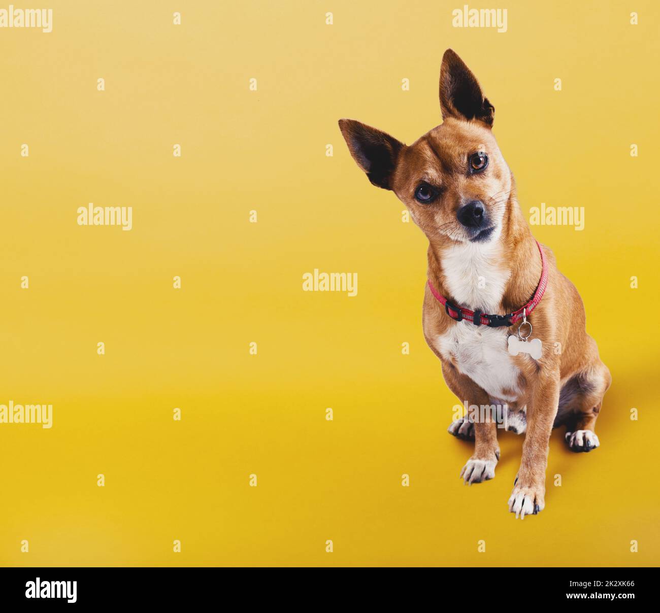 Divertente cane piccolo con la faccia di incertezza su sfondo giallo Foto Stock