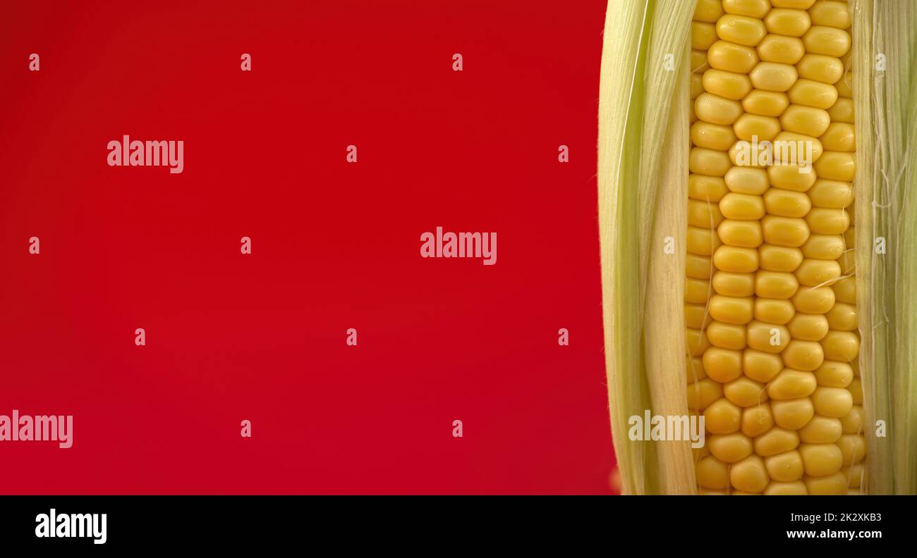 Mais fresco o mais sulla pannocchia con foglie rosse Foto Stock