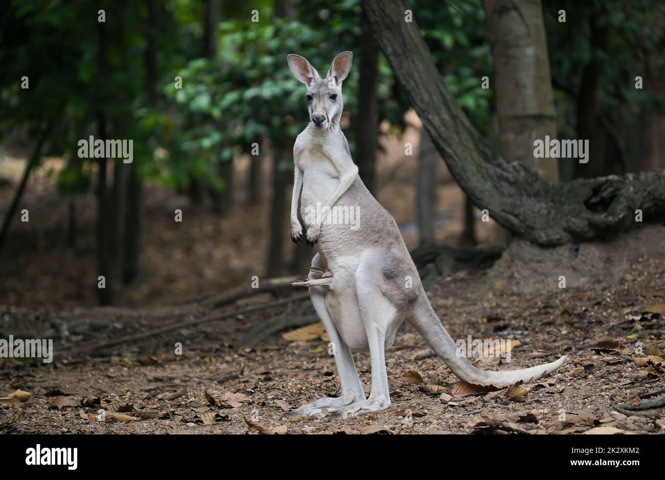 kangaroo con joey nel suo sacchetto Foto Stock
