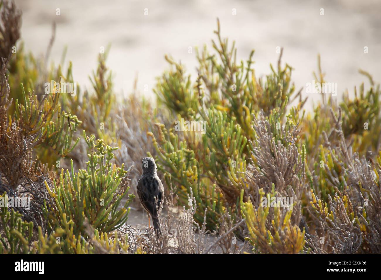 Ritratto di un Pipit canarino, Anthus berthelotii, un songbirdo di palafitte e di pepere. Foto Stock