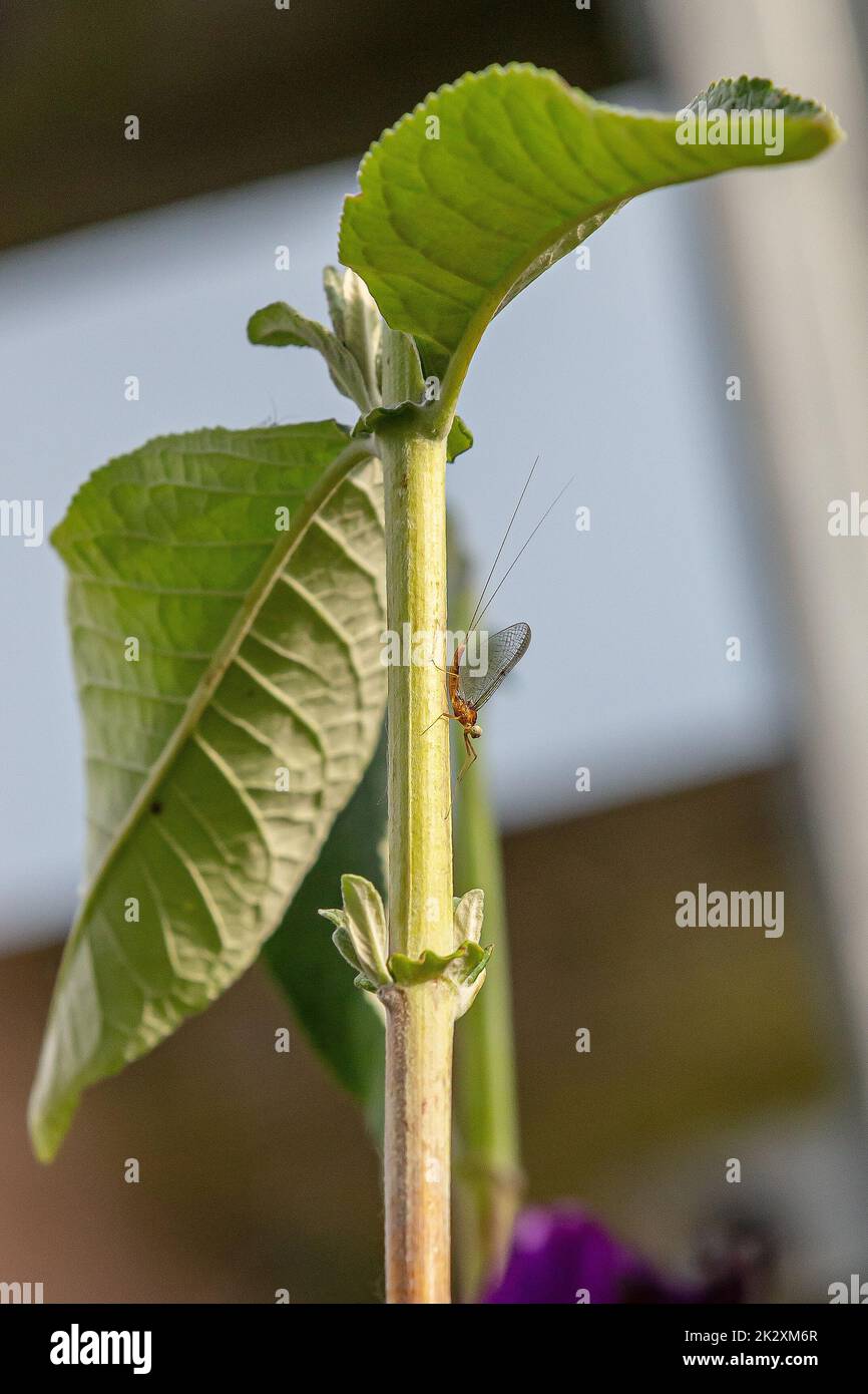 Mayfly con ali trasparenti sul gambo di una pianta Foto Stock