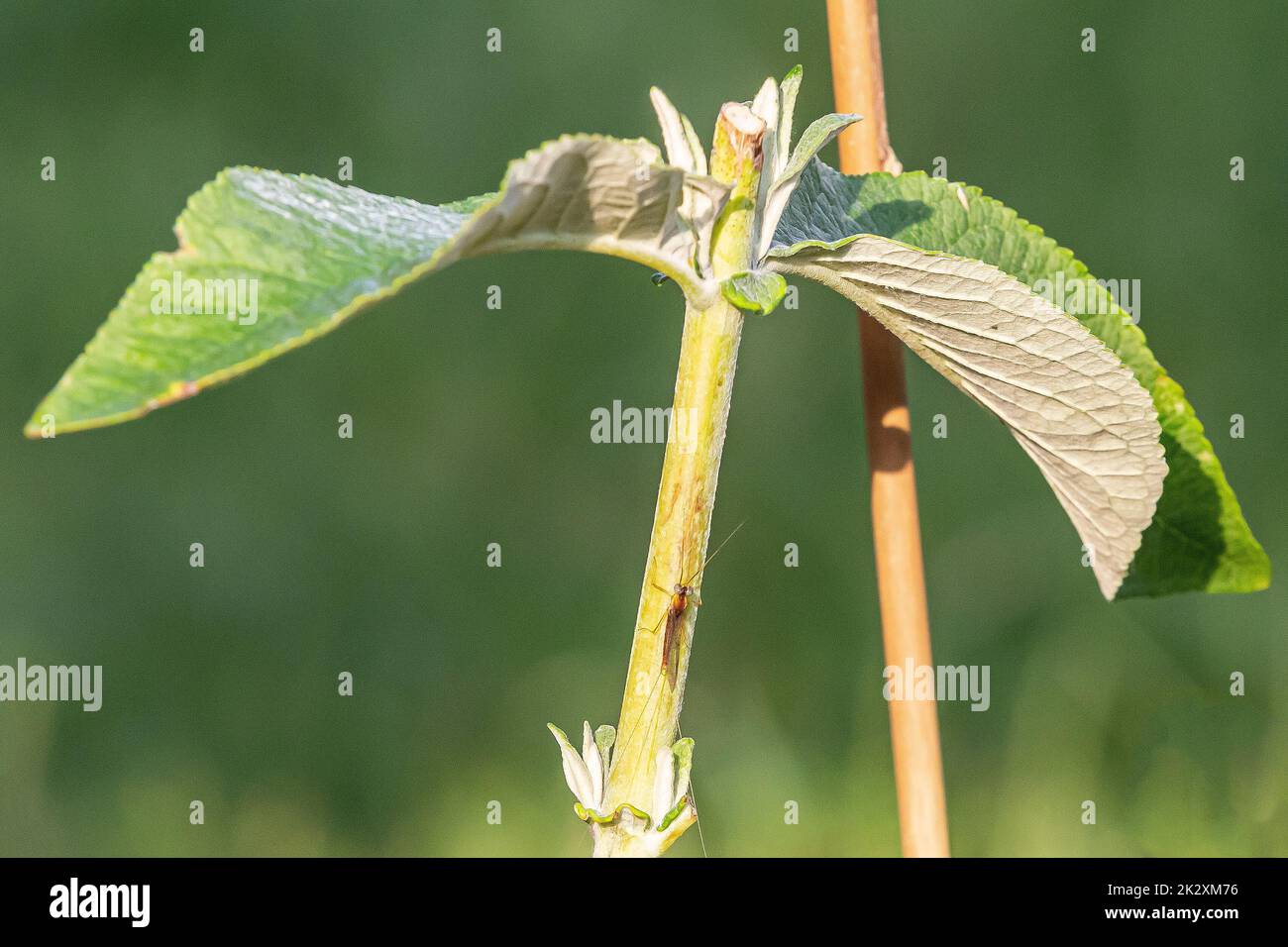 Mayfly con ali trasparenti sul gambo di una pianta Foto Stock