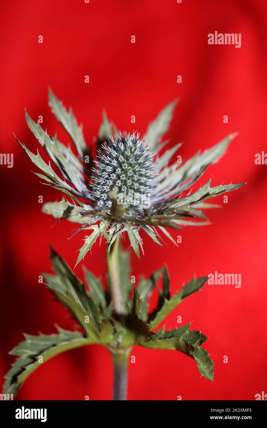 Selvaggio montagna fiore estate Eryngium planum famiglia Apiaceae moderno sfondo botanico alta qualità grande stampa poster parete Foto Stock