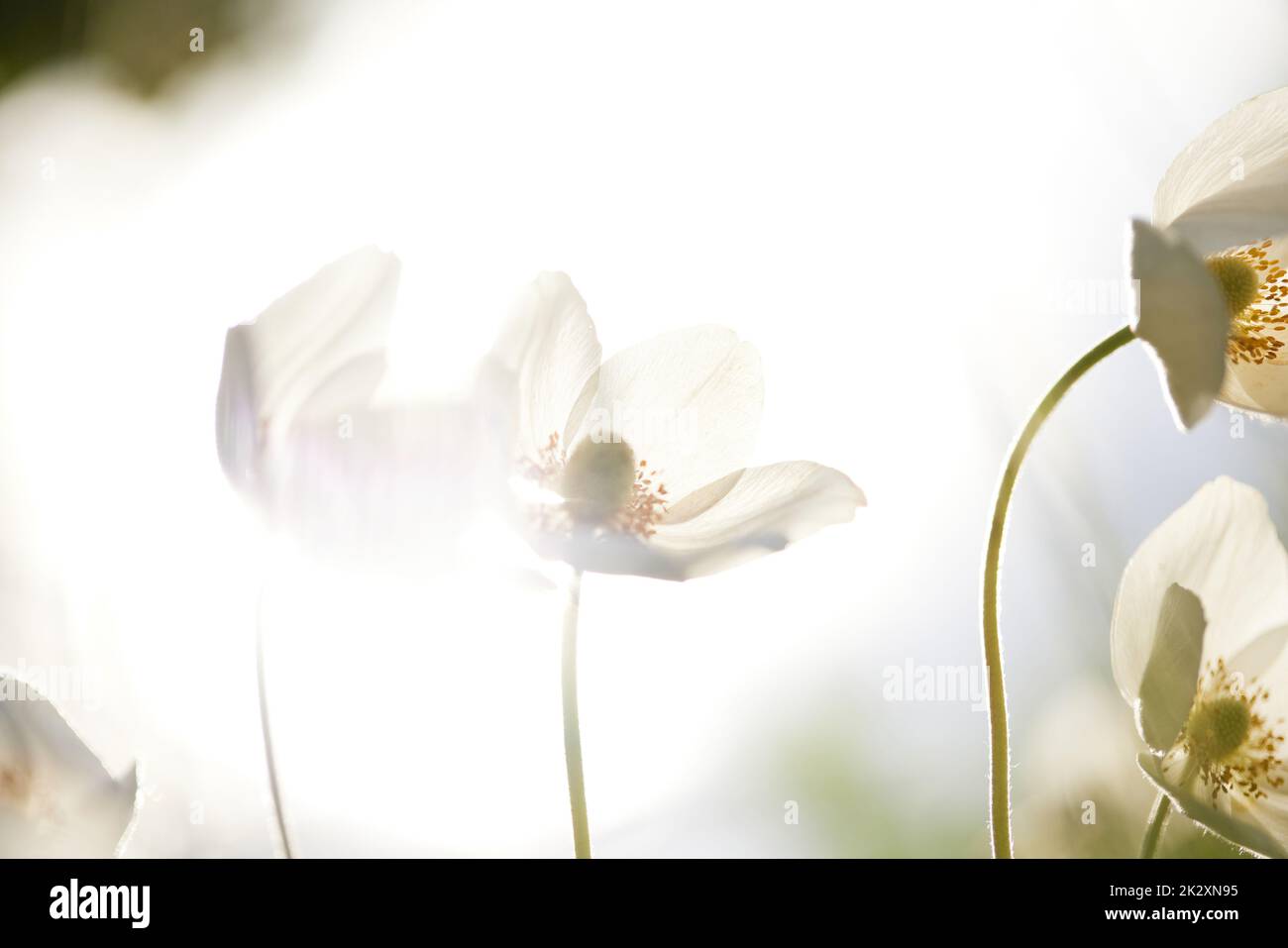 Bella pianta fiorita bianca Anemone sylvestris, natura Foto Stock Bella pianta fiorita bianca Anemone sylvestris, natura Foto Stock