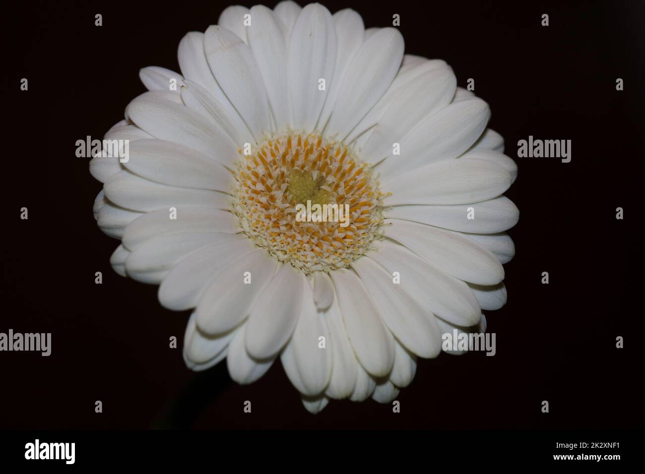 Fiore bianco primo piano fondo botanico Gerbera jamesonii famiglia Compositae grande formato stampa di alta qualità Foto Stock