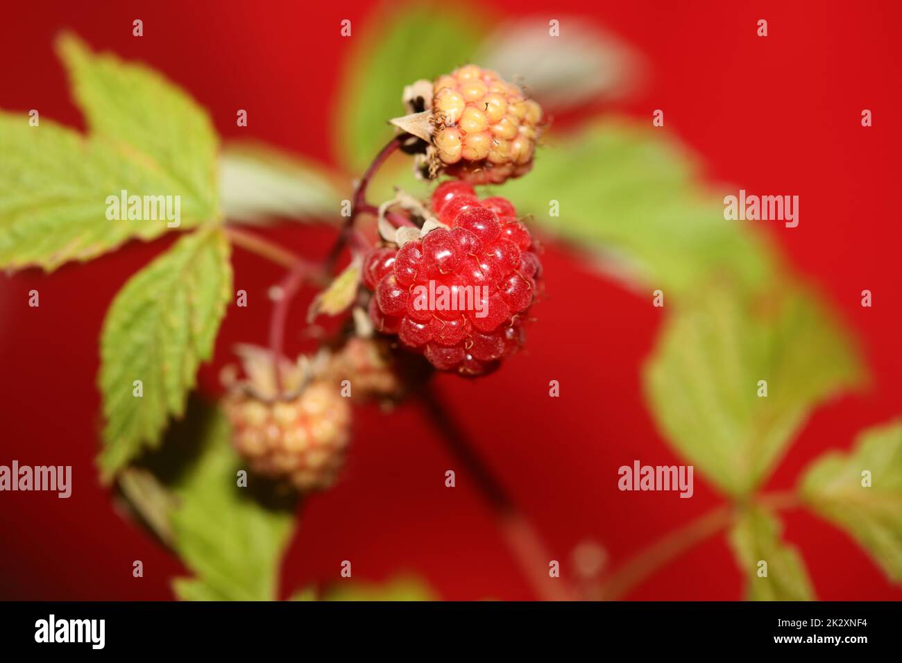Frutti di bosco rosso primo piano moderno sfondo botanico rubus occidentalis famiglia rosaceae di alta qualità grandi stampe mangiare Foto Stock