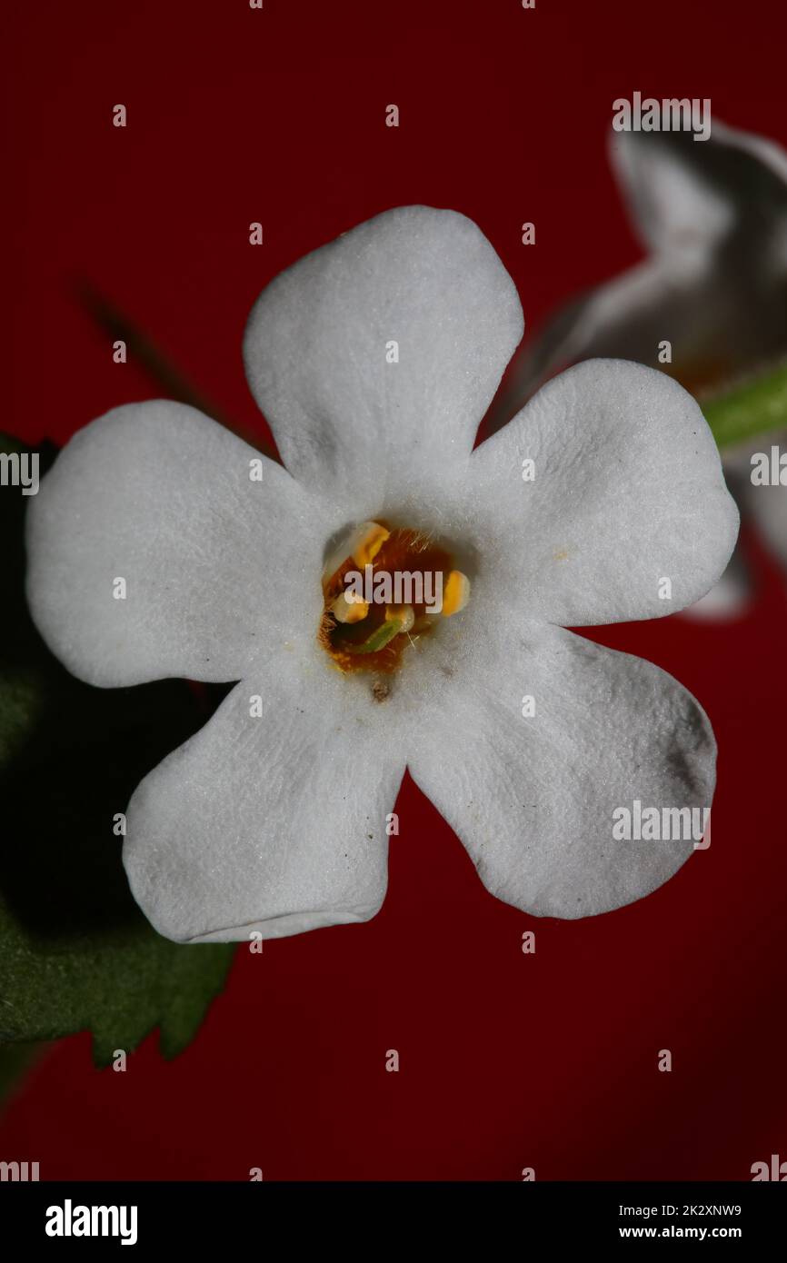 Fiori sutera grandiflora famiglia scrophulariaceae primo piano sfondo botanico alta qualità grande stampa decorazione casa Foto Stock