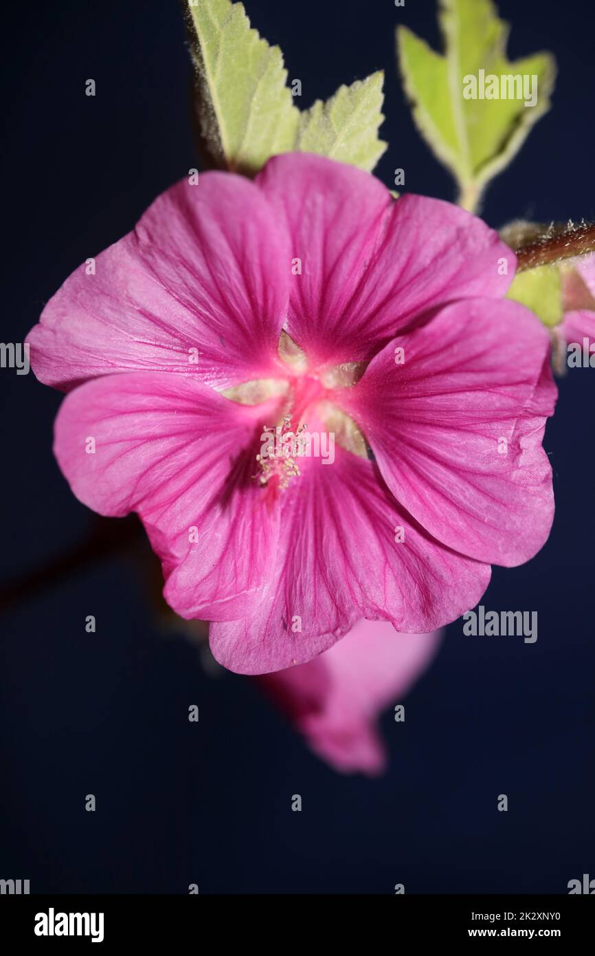 Viola fiore selvaggio primo piano malva arborea famiglia malvaceae moderno sfondo botanico alta qualità grande stampa Foto Stock