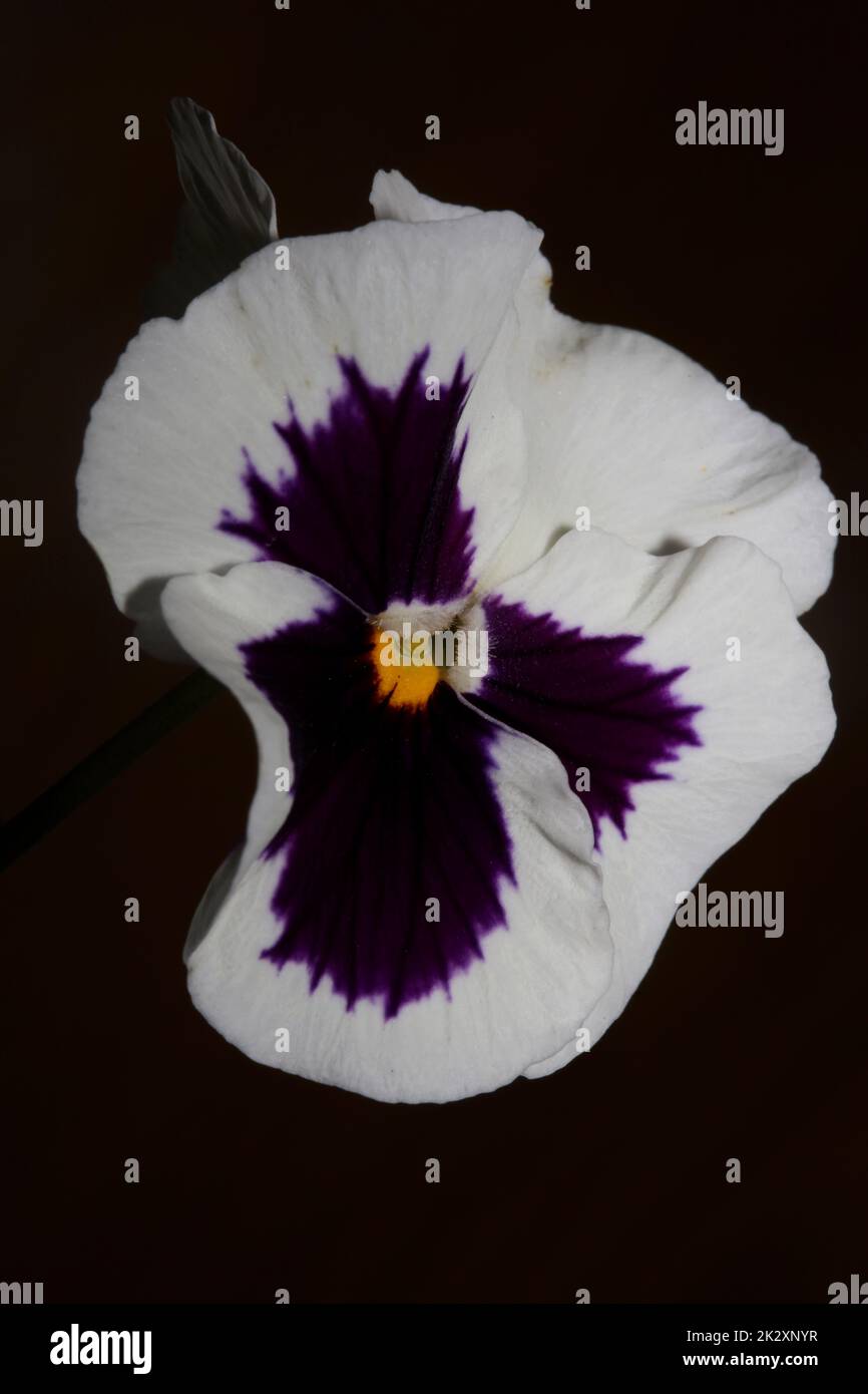 Fower Blossom primo piano botanica sfondo pantano famiglia violacee grande formato stampe di alta qualità Foto Stock